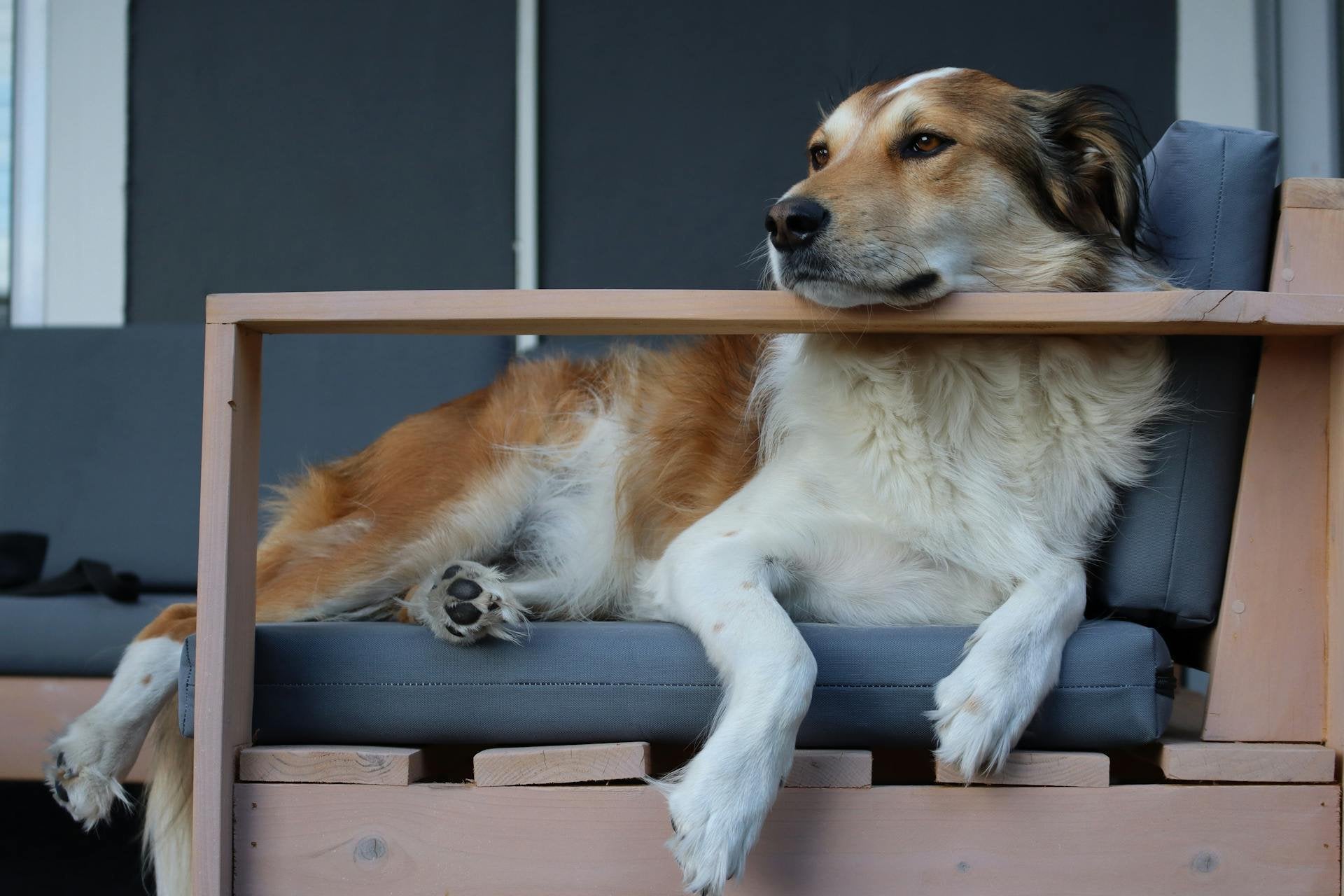 CONFORT DU CHIEN allongé sur son lit pour chien