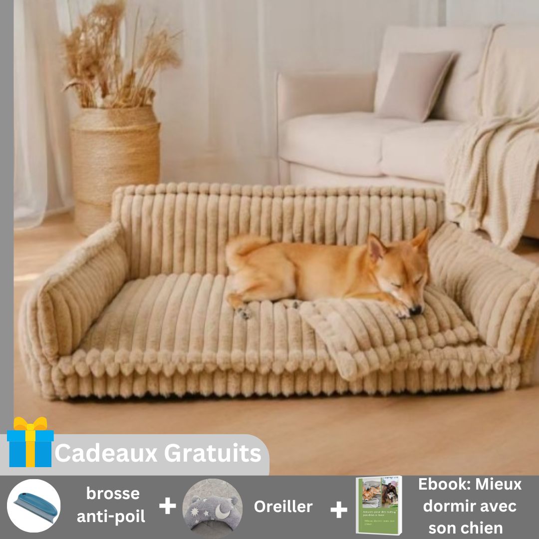 Canape chien | Buzz