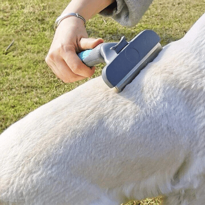 brosse pour chien douce pour la peau