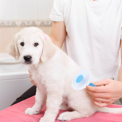 brosse pour chien douce