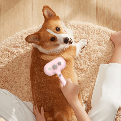 brosse pour chien poil court