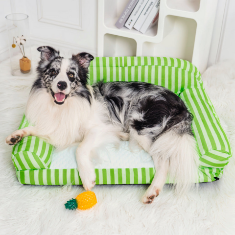canape chien border collie