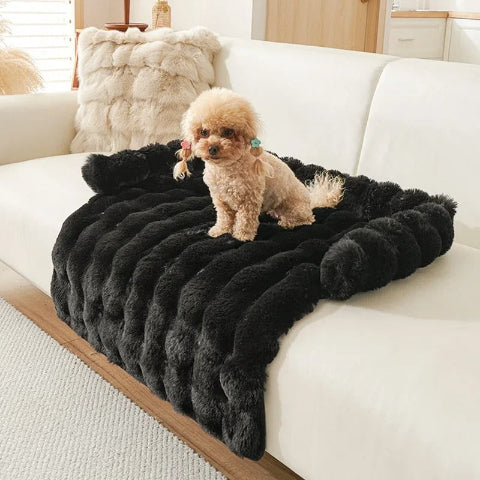canapé chien noir