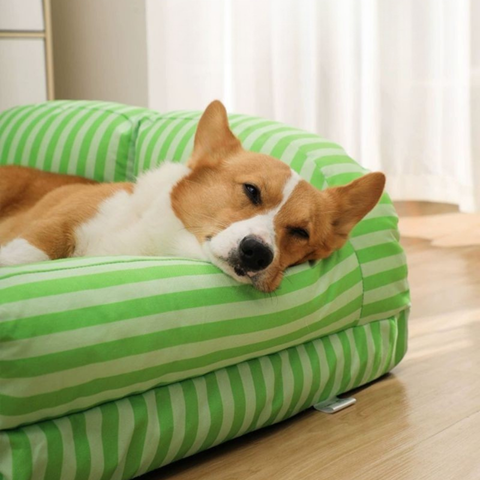 canape chienrepose tete