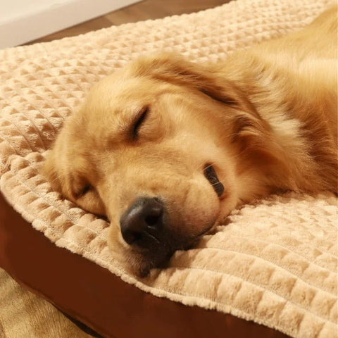 coussin pour chien déhoussable confortable