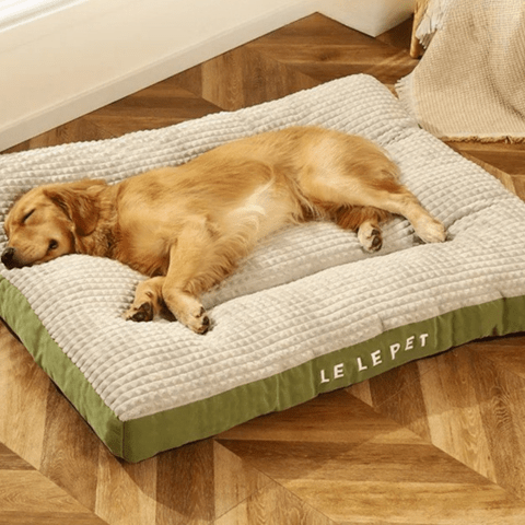 coussin pour chien déhoussable design