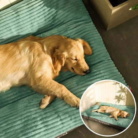 Coussin pour chien doux moelleux