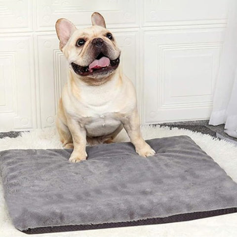 coussin pour chien gris et chien blanc