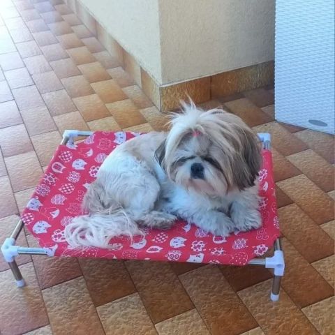 lit de camp pour chien petit modele