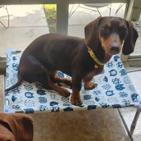 lit de camp pour chien pinscher