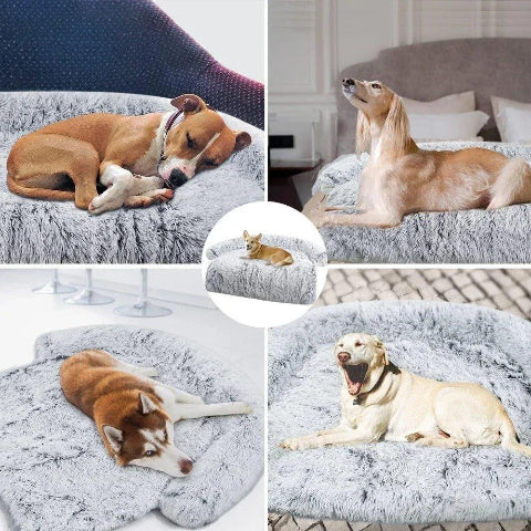 lit pour chien protège meuble