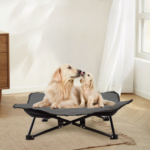 lit sureleve chien golden river