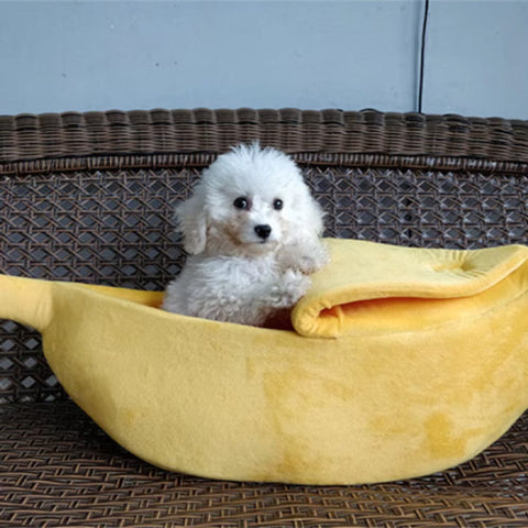 panier pour chien caniche
