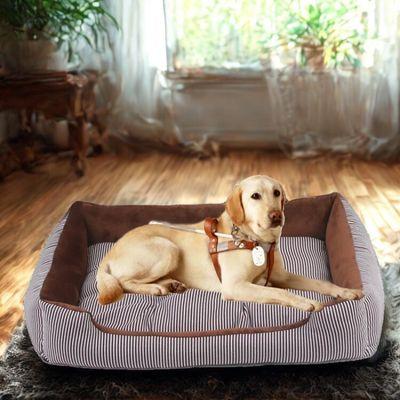 panier-pour-chien-labrador