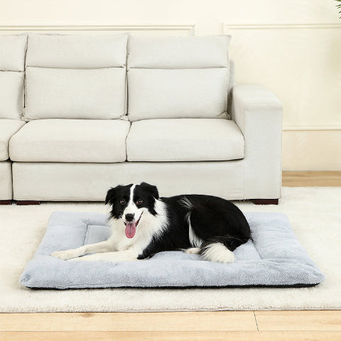 tapis chien border collie