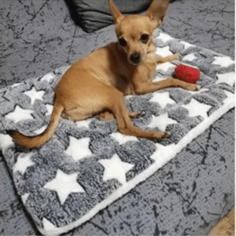 tapis pour chien protège canape