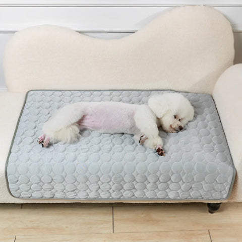 tapis rafraichissant chien gris