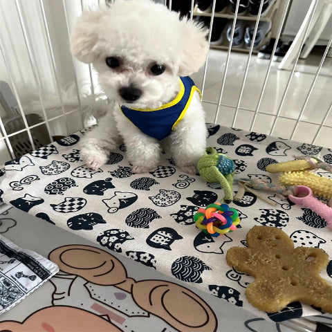 un caniche sur son lit de camp pour chien