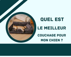 Quel est le meilleur couchage pour mon chien ?