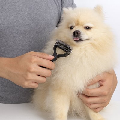 brosse pour chien poil long petit chien 