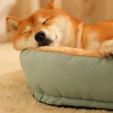 Coussin pour chien a rebord