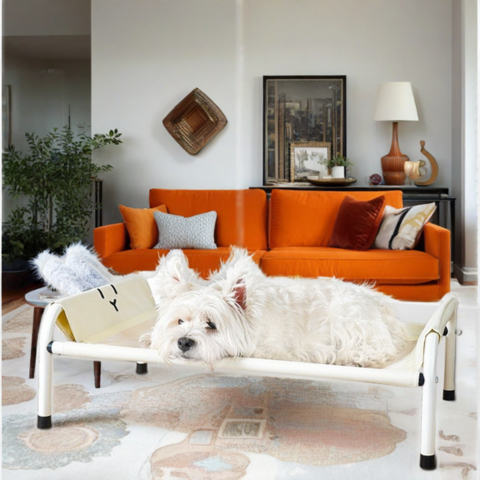 lit surélevé pour chien chien blanc allongé