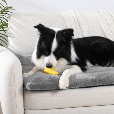 tapis chien protège