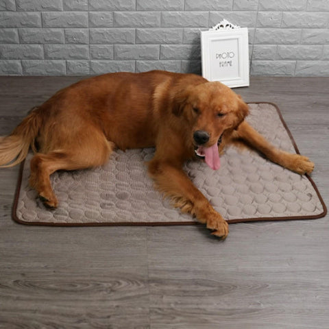 tapis rafraichissant chien agé